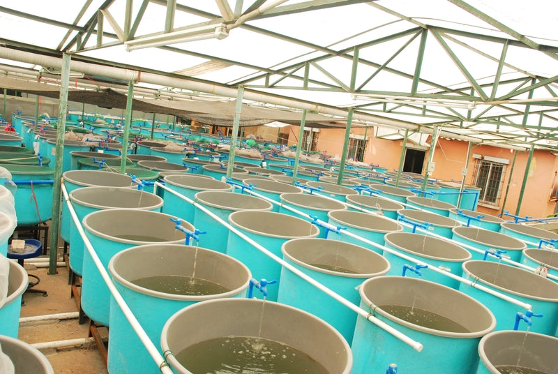Aquaculture: Fish Farm Water Treatment and Recirculation